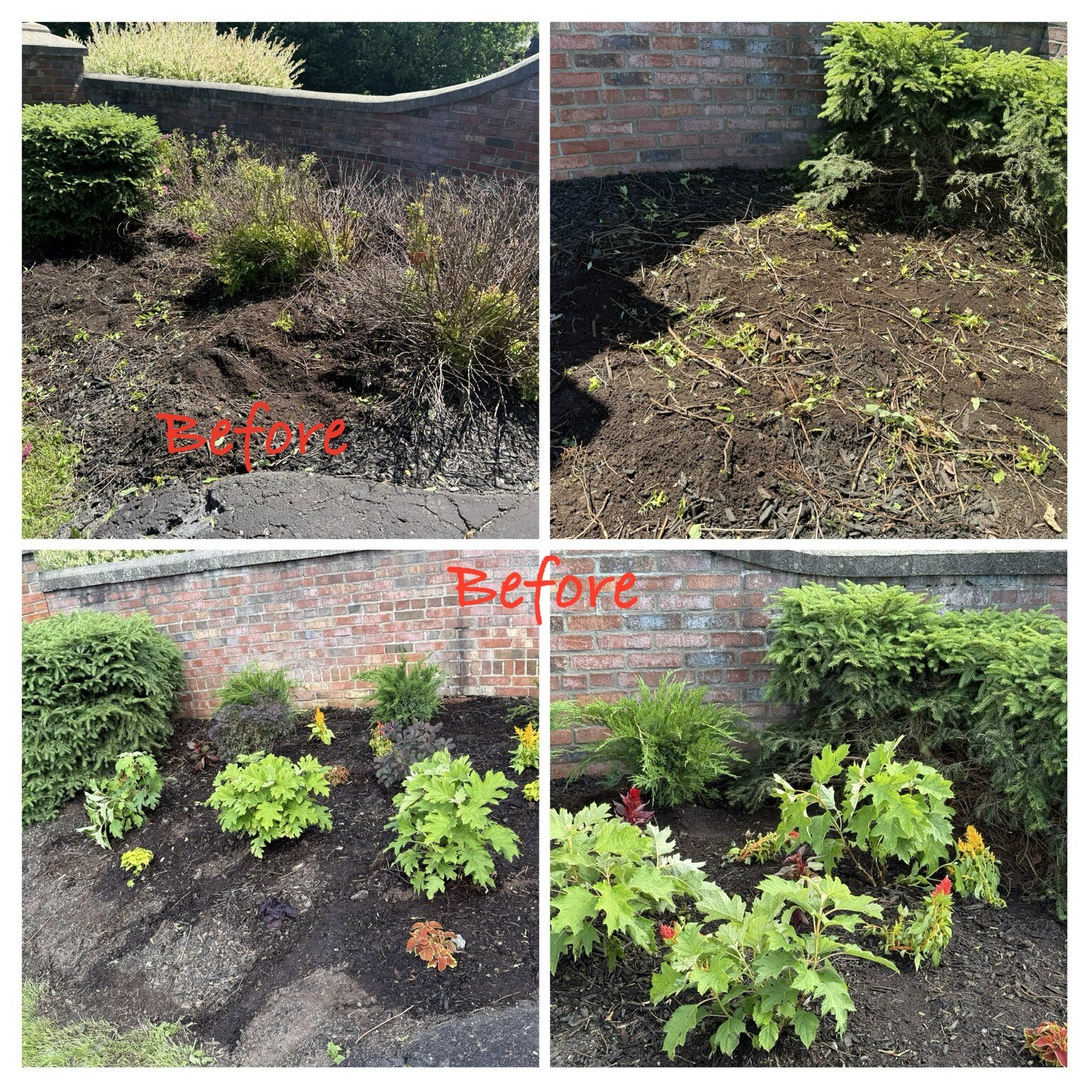 Before-and-after garden cleanup and planting